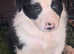 5 border collie puppies