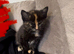 Kitten for sale