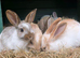 Beautiful half giant rabbits