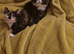 Cute cats are looking for a new home.