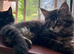 Beautiful Mainecoon kittens