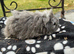 Texel boy guinea pigs