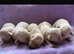 Maltipoo Puppies