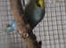 Young budgies