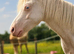 Cremello Welsh Sec A Colt