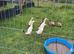 Pair of white runner ducks one male and one female