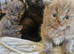 British short haired cross kittens for sale