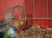 2 Male Gerbils needing a new home