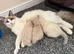 Beautiful Ragdoll × Siamese Girl Kitten