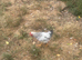 Brilliant 3 month old cockerel for sale
