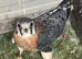 2026 unrelated pair of American kestrels