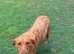 Fox Red Labrador Girl Wanting Family Home Only