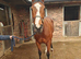 Tb ex race mare