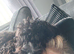 Male cockerpoo 9months old x