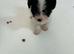 shih tzu / jackrussel