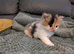 Gorgeous kittens ready for forever home