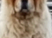 Beautiful female chow pure bred kc registered