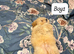 Cockpaoo puppies available now