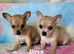 Long & short coat chihuahuas