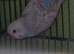 Baby budgie