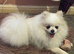 Stunning girl Pomeranian