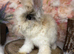 PEDIGREE ENGLISH ANGORAS