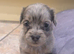 Beautiful puppies available