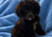 Labradoodle F1B Health clear pups