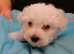 Maltese puppies