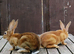 2 LOVELY YOUNG REX BUCKS AVAILABLE NOW...