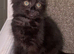 Female fluffy black kitten