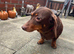Dachshund