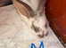 Mini lop Rabbit