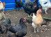 Pol hens