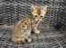Stunning bengal kittens
