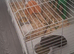 2 male guinea pigs for sale