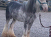 REDUCED - Mini cob colt blue blagdon