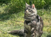 Ragdoll/mainecoon kittens due 20/11/26