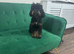 Gorgeous Female Poochon