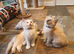 Beautiful GCCF Registered Ragdoll Kittens.