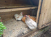 A beautiful group of young laying hens.