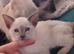 Cat for sale