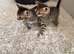 Beautiful Bengal x kittens