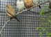 Silverbills
