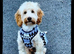 male cockapoo