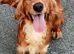 Cocker spaniel