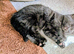 2 kittens
