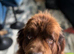 Brown Newfoundland girl