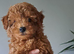 Cockapoo Puppies looking for their forever home - Cheltenham in Cheltenham