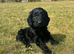 4 black cockapoo puppies available, boys and girls. Ready to leave 08/08